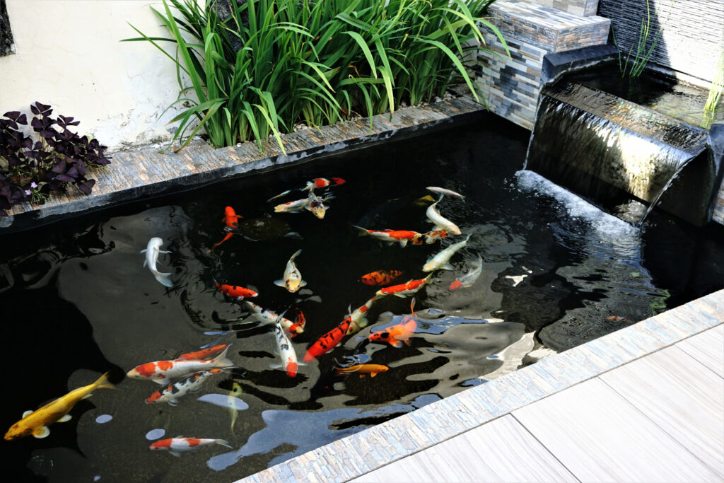 Koi Fish Pond Water Feature